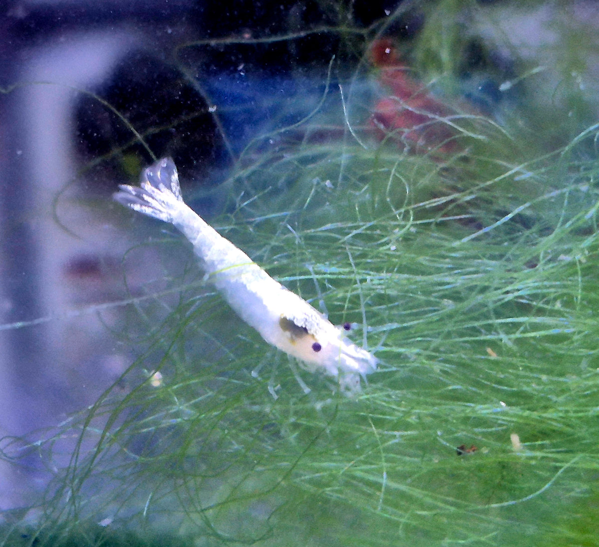 White Snowstorm Aquarium Garnelen Zwerggarnele Neocaridina Davidi