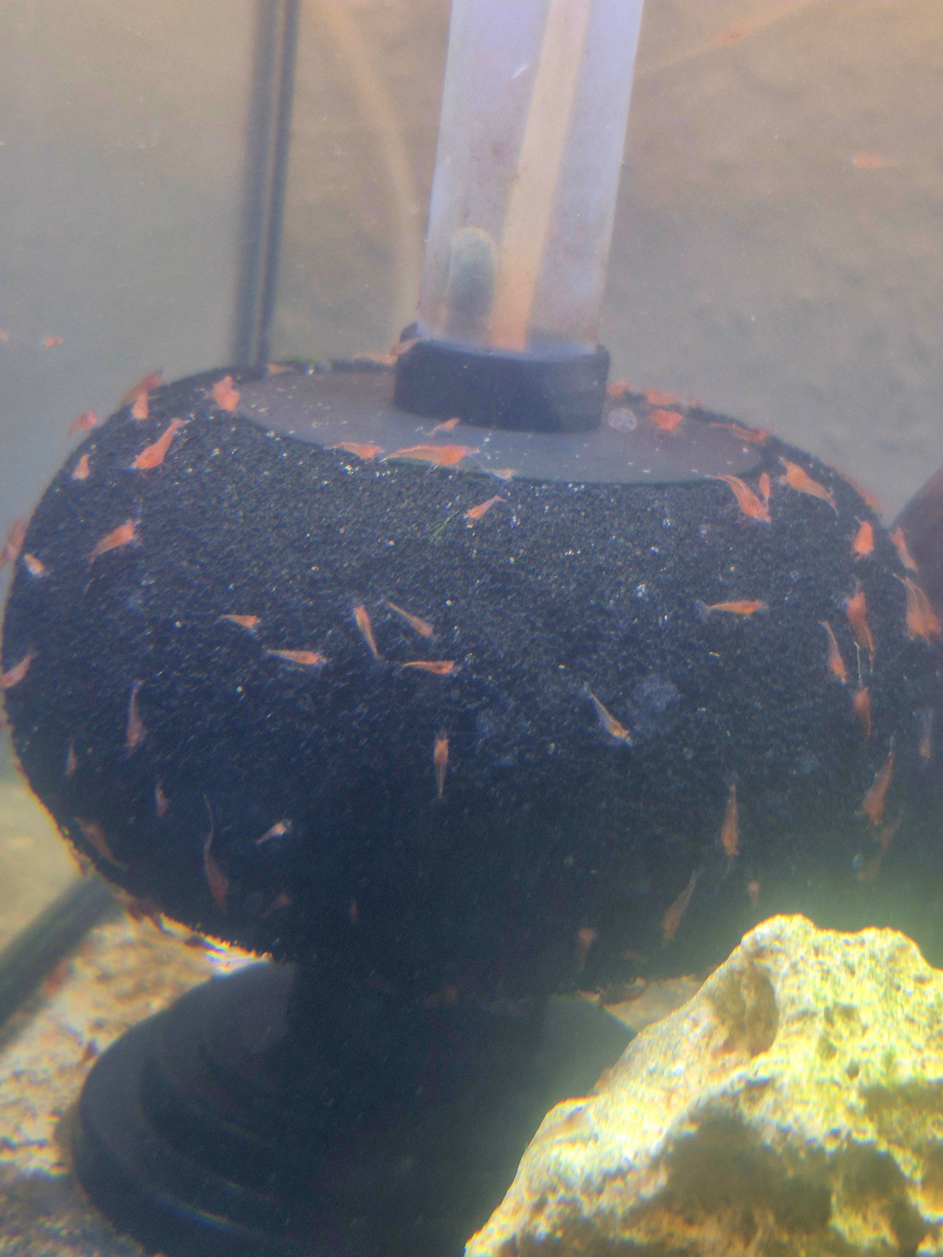 Bloody Mary Baby Boom Angebot: 40x kleine Bloody Mary aus High Grade Stamm Schnäppchen