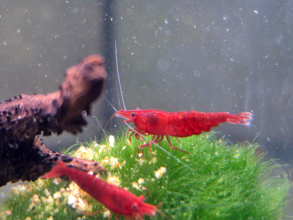 🌈 Neocaridina Zwerggarnelen High Grade – Farbenmix (individuell zusammengestellt)