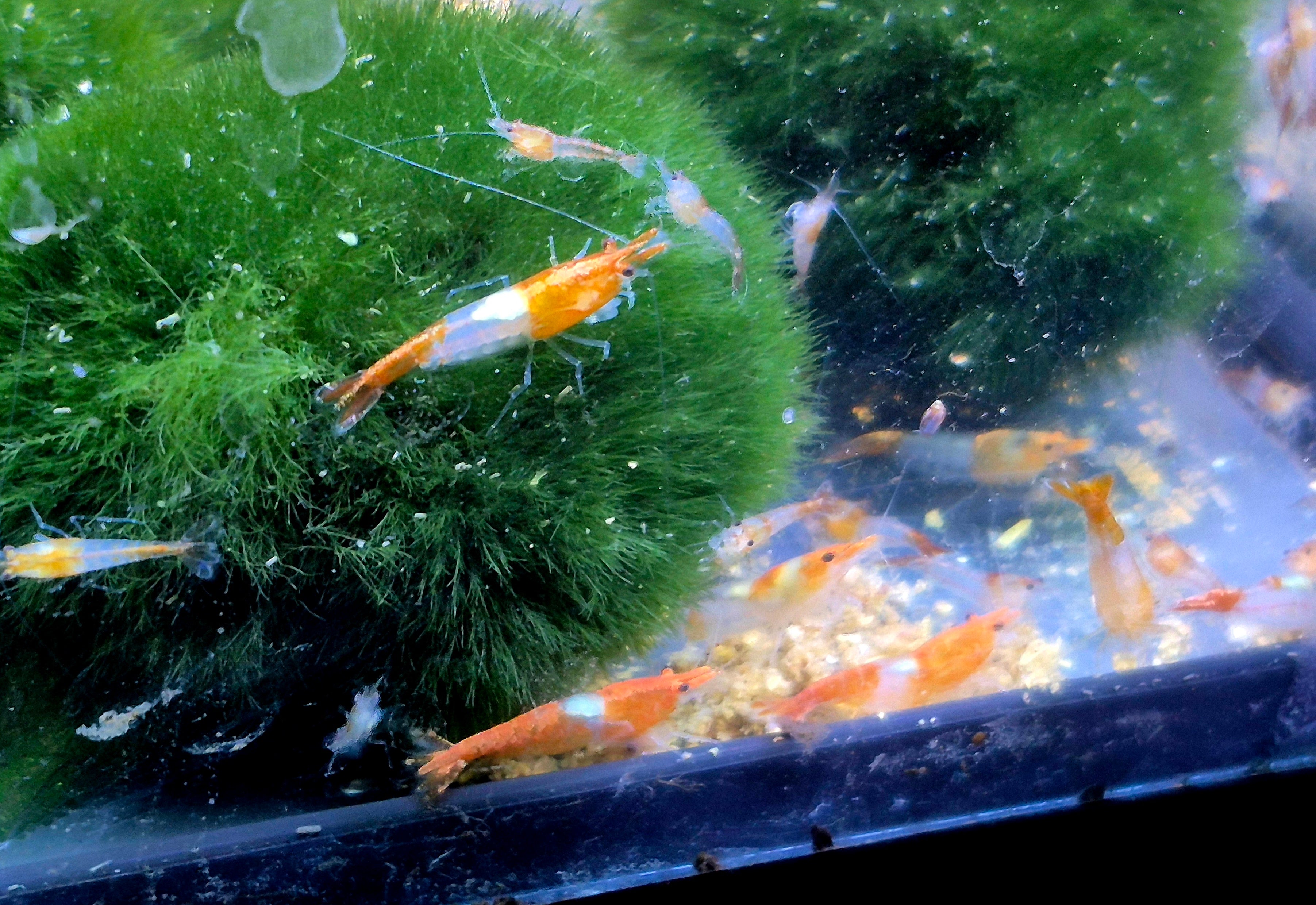 Orange Rili Zwerggarnele Neocaridina Davidi