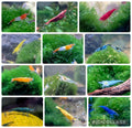 🌈 Neocaridina Zwerggarnelen ausselektiert – Farbenmix (individuell zusammengestellt)