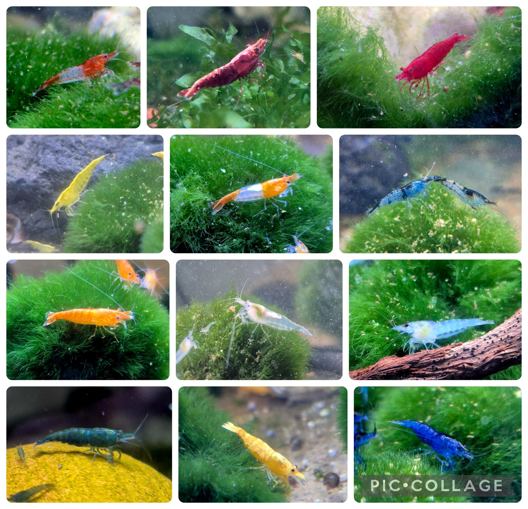 🌈 Neocaridina Zwerggarnelen ausselektiert – Farbenmix (individuell zusammengestellt)