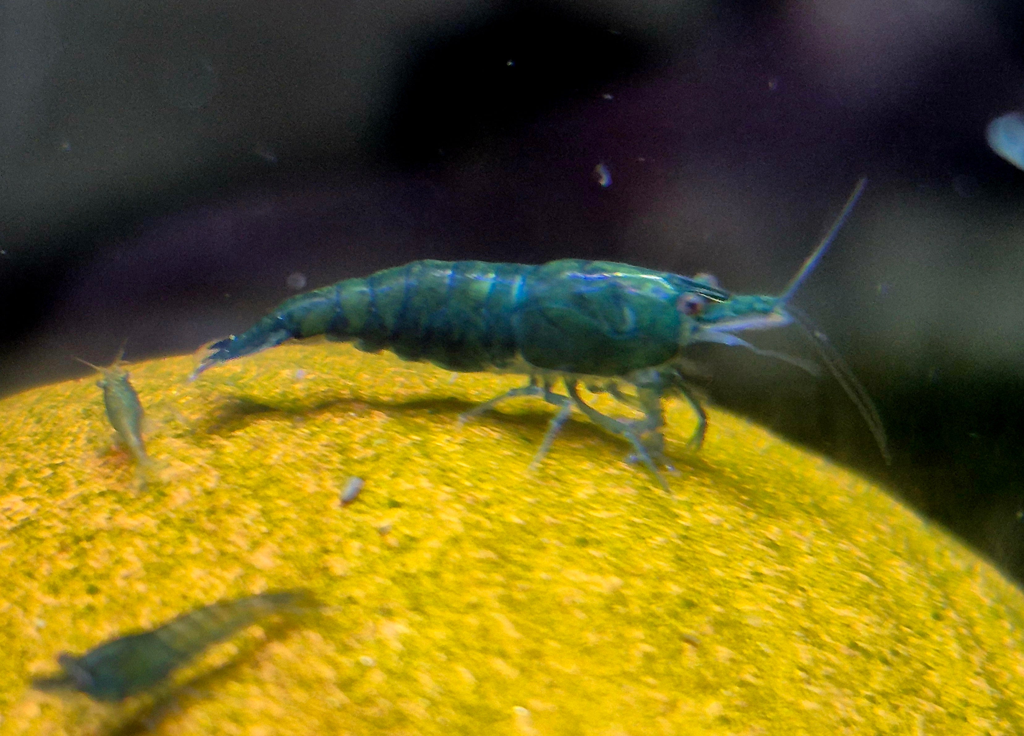 Green Jade Grün Zwerggarnele Neocaridina Davidi