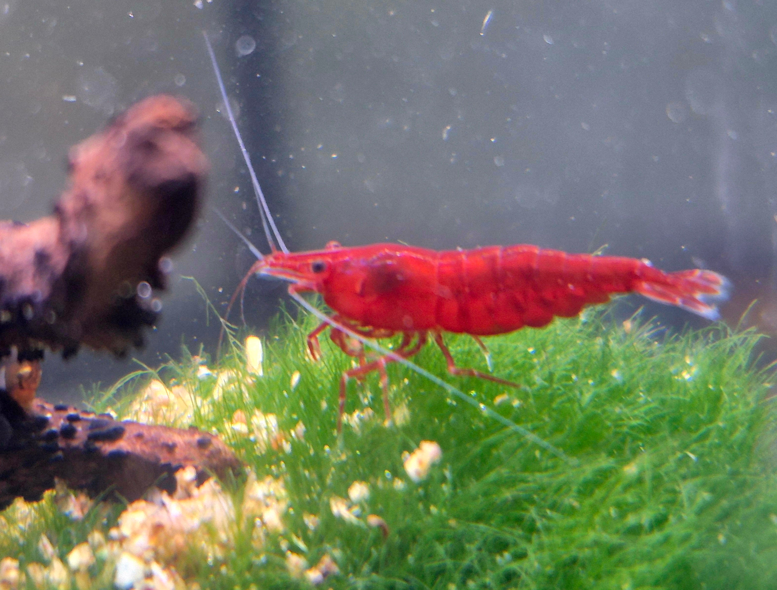 Bloody Mary Rot Zwerggarnele Neocaridina Davidi