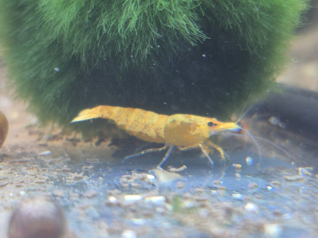 Orange Extreme Backline Zwerggarnele Neocaridina Davidi