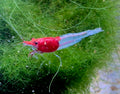 Red Neck Aquarium Garnele Zwerggarnele Neocaridina Davidi