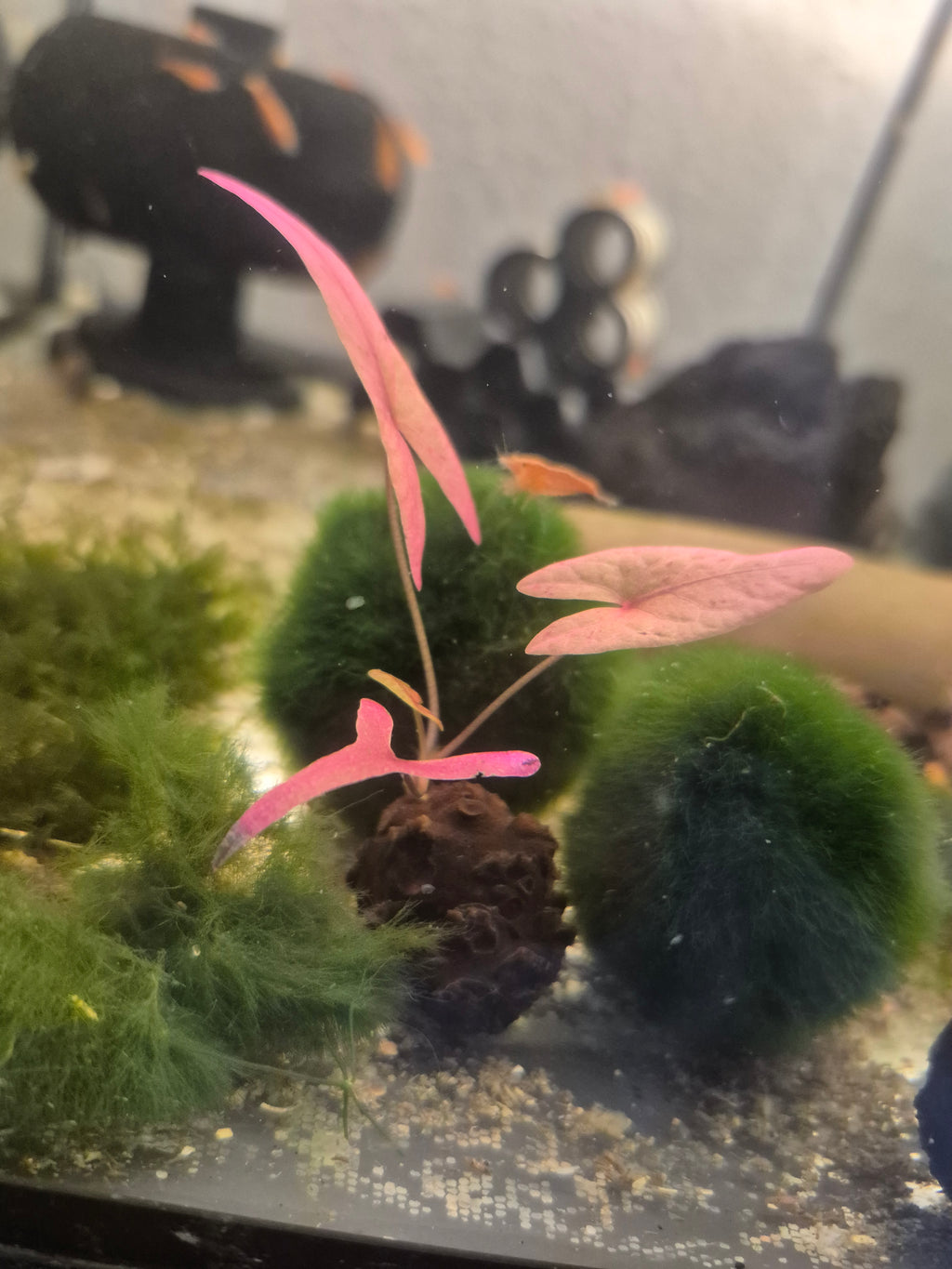Lotusblütenknolle (Nelumbo) – natürliche Struktur für Garnelen-Aquarien