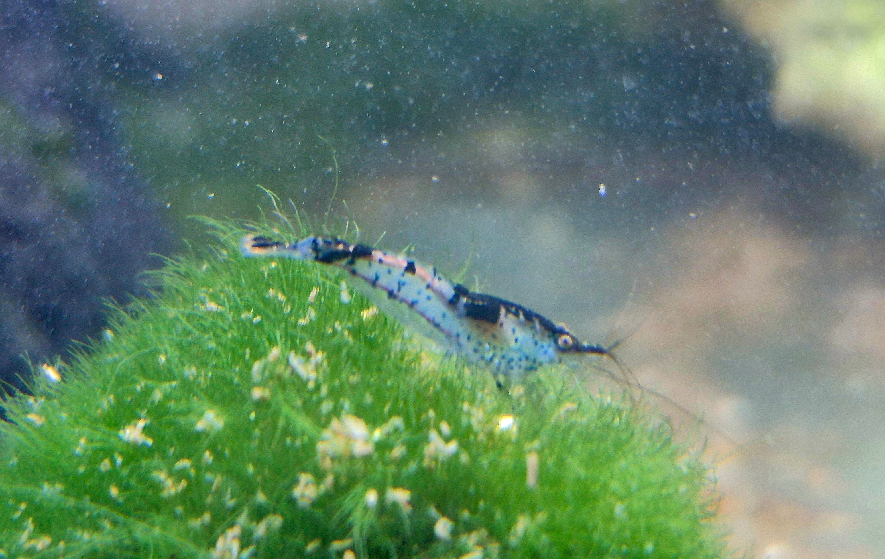 Carbon Rili Schwarz blau Zwerggarnele Neocaridina Davidi