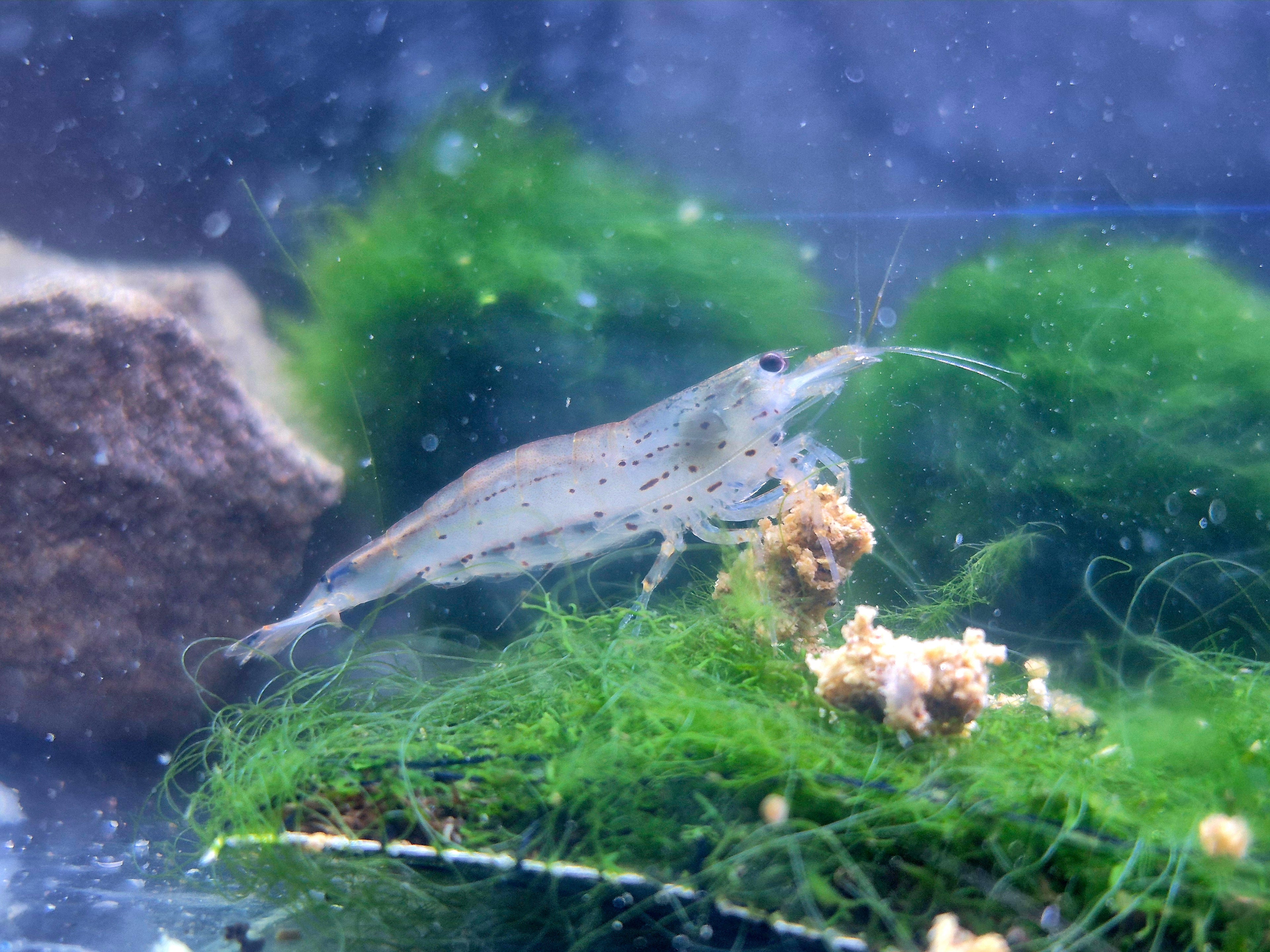 Amanogarnelen (Caridina multidentata) – ca. 2 cm, naturfarben, robuste Algenfresser für Gesellschaftsbecken