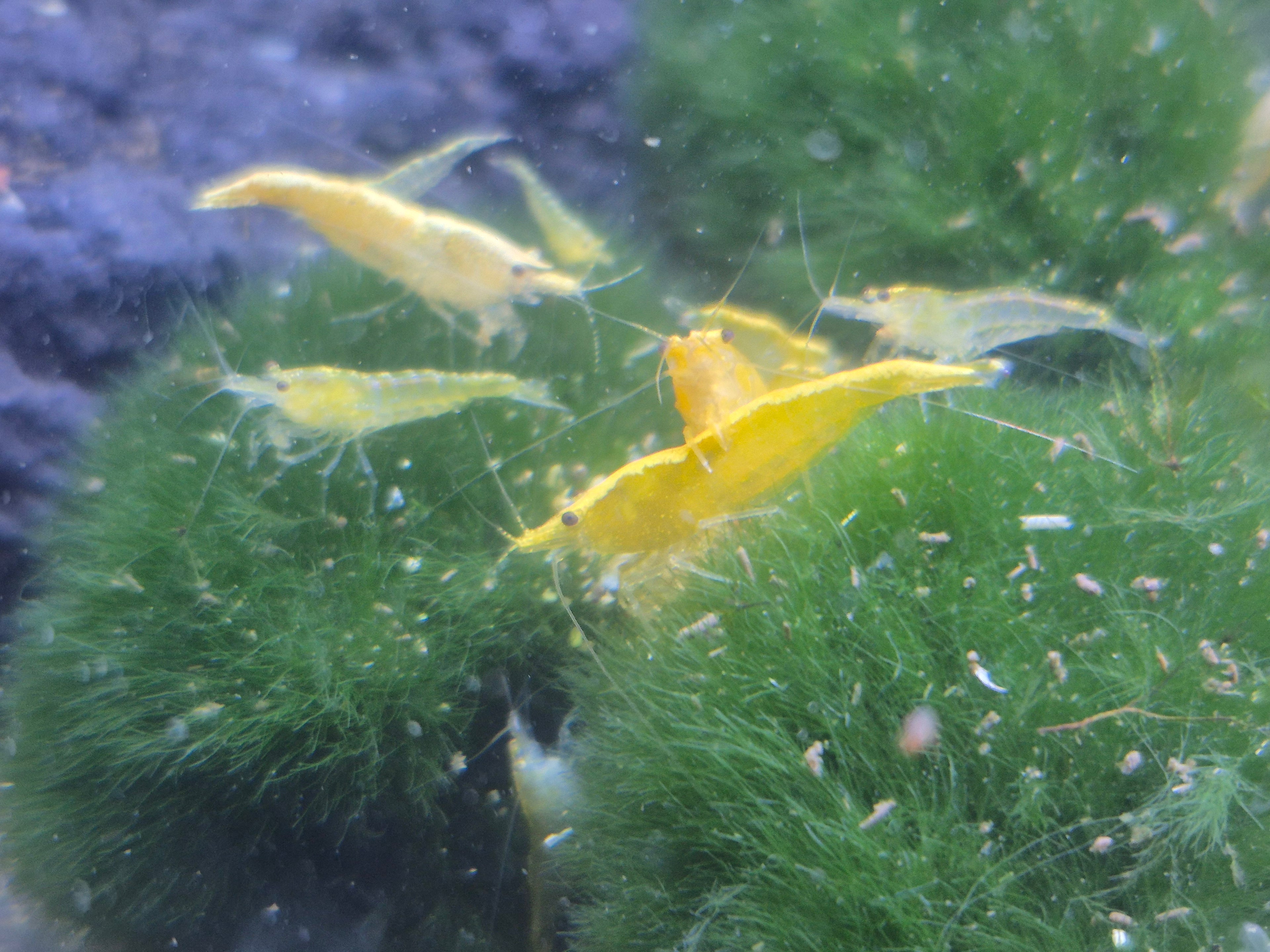Yellow Neon Stripes Gelb Zwerggarnele Neocaridina Davidi