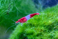 Red Rili Rot Zwerggarnele Neocaridina Davidi