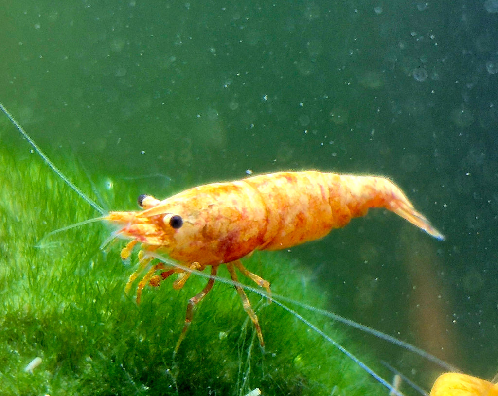 Rarität Koi Sunburst Orange Zwerggarnele Neocaridina Davidi Garnelen