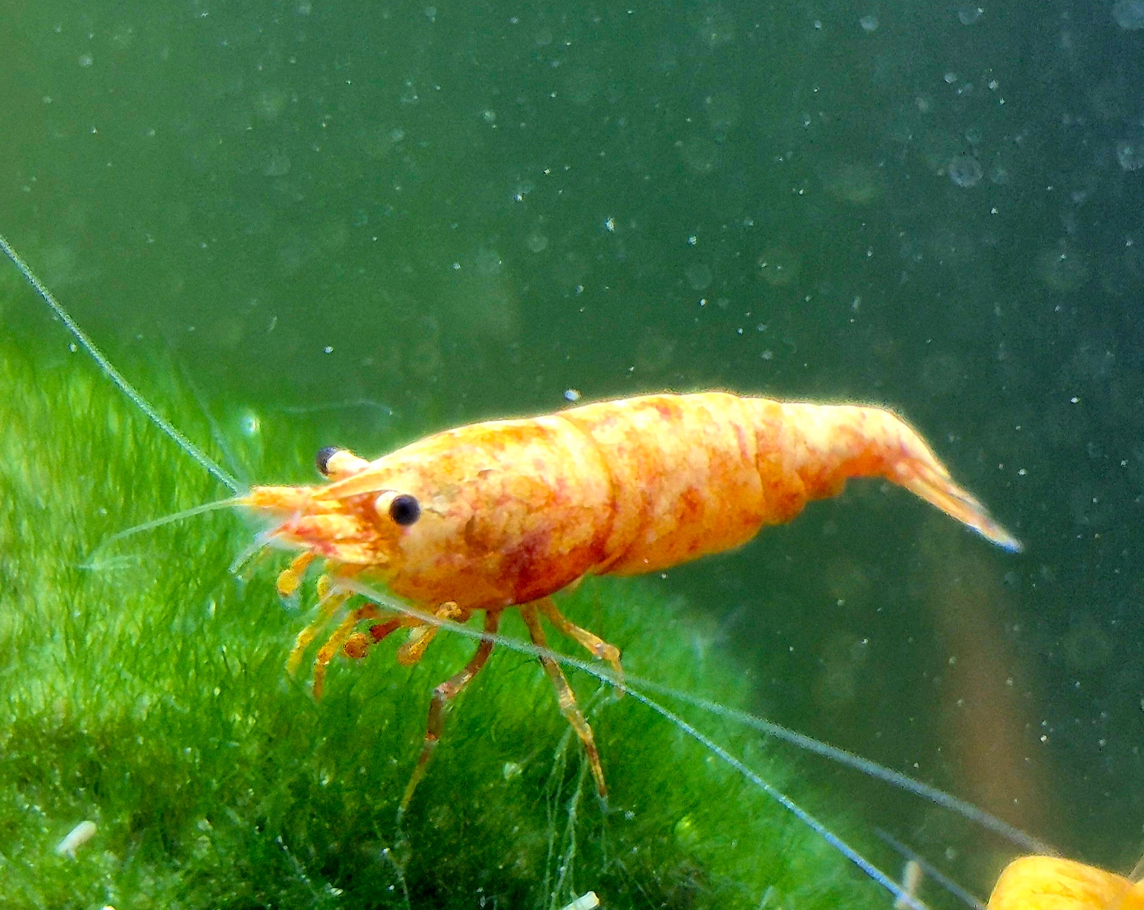 Rarität Koi Sunburst Orange Zwerggarnele Neocaridina Davidi Garnelen