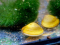 Körbchenmuschel (Corbicula fluminea)