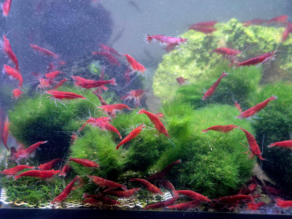 Red Cherry Fire Rot Zwerggarnele Neocaridina Davidi