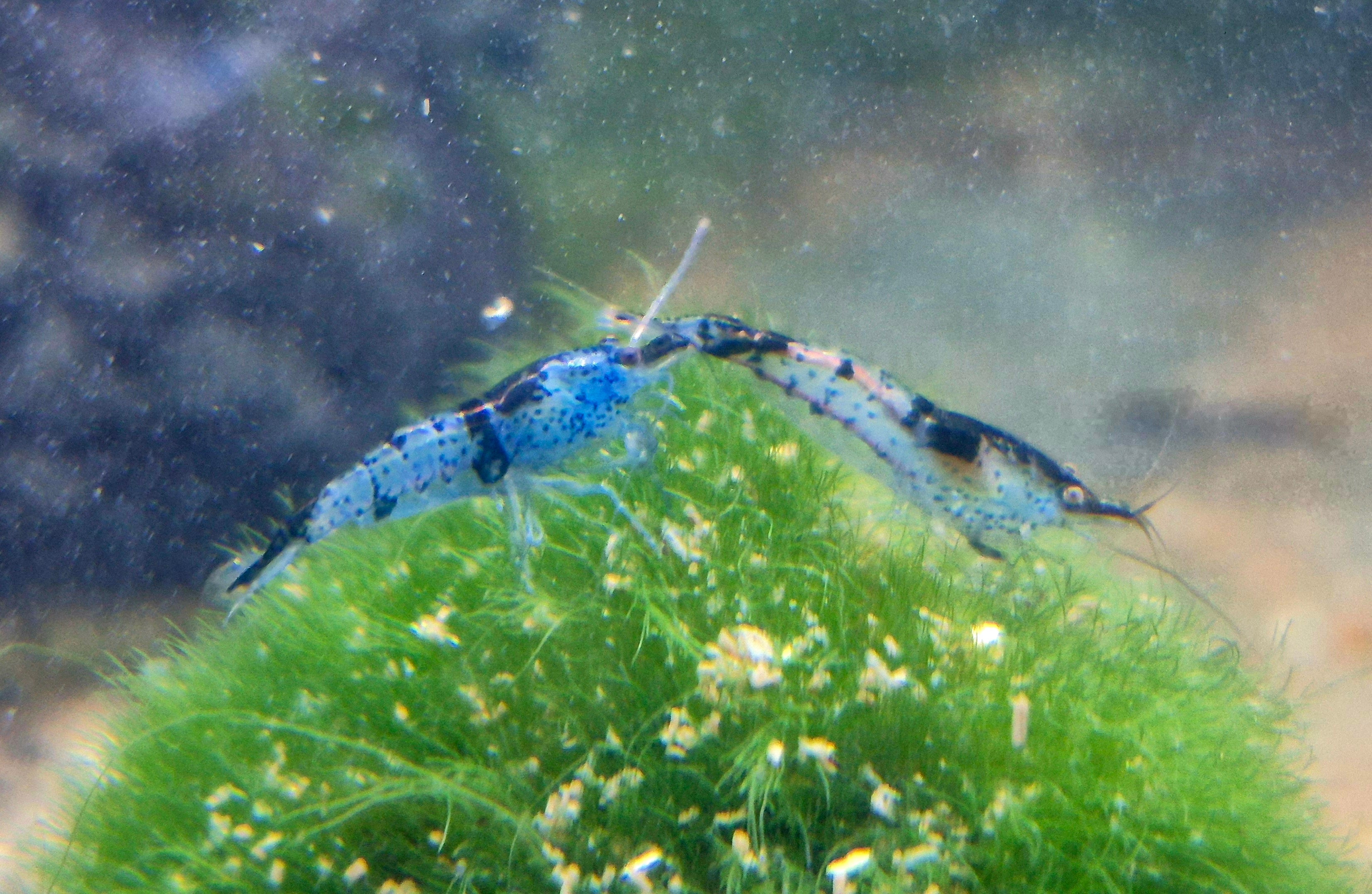 Carbon Rili Schwarz blau Zwerggarnele Neocaridina Davidi