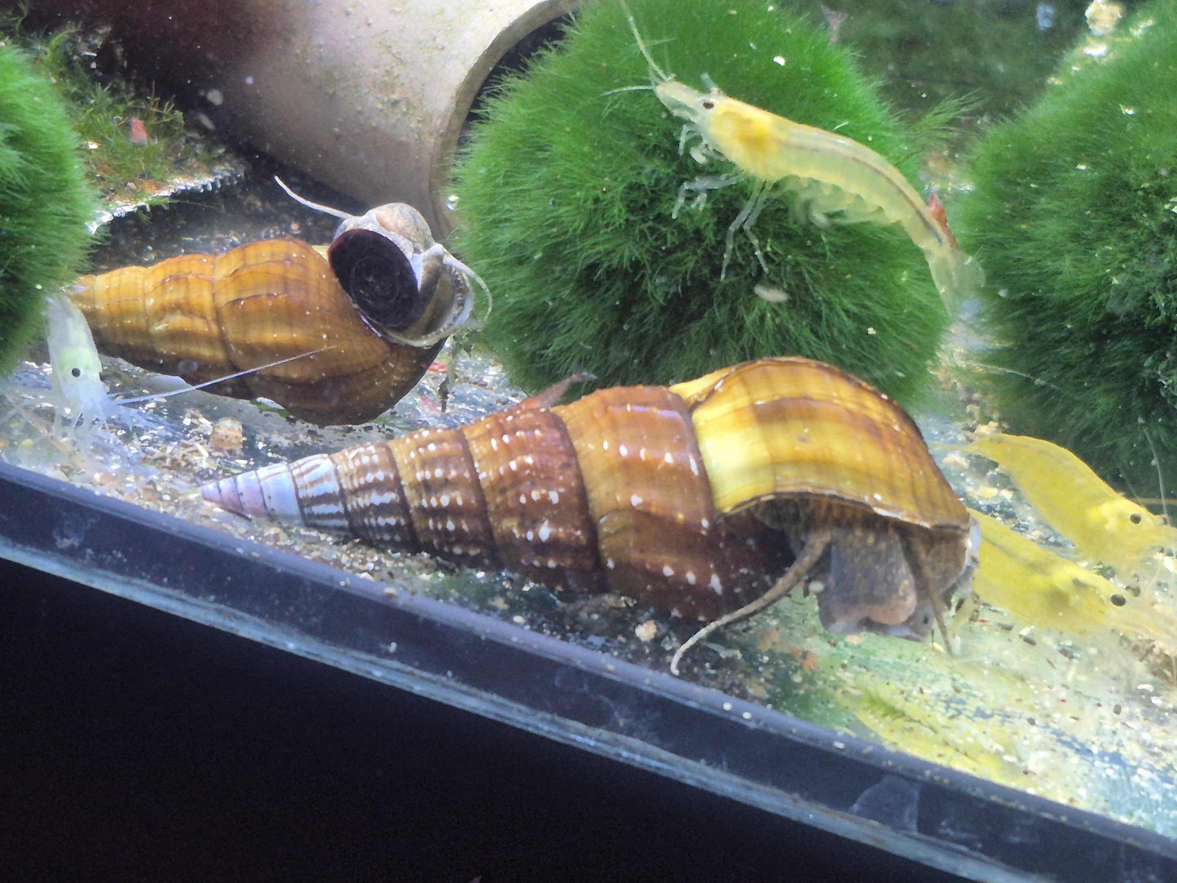 Brotia herculea – ca 5cm große, robuste Turmdeckelschnecke für saubere Aquarien