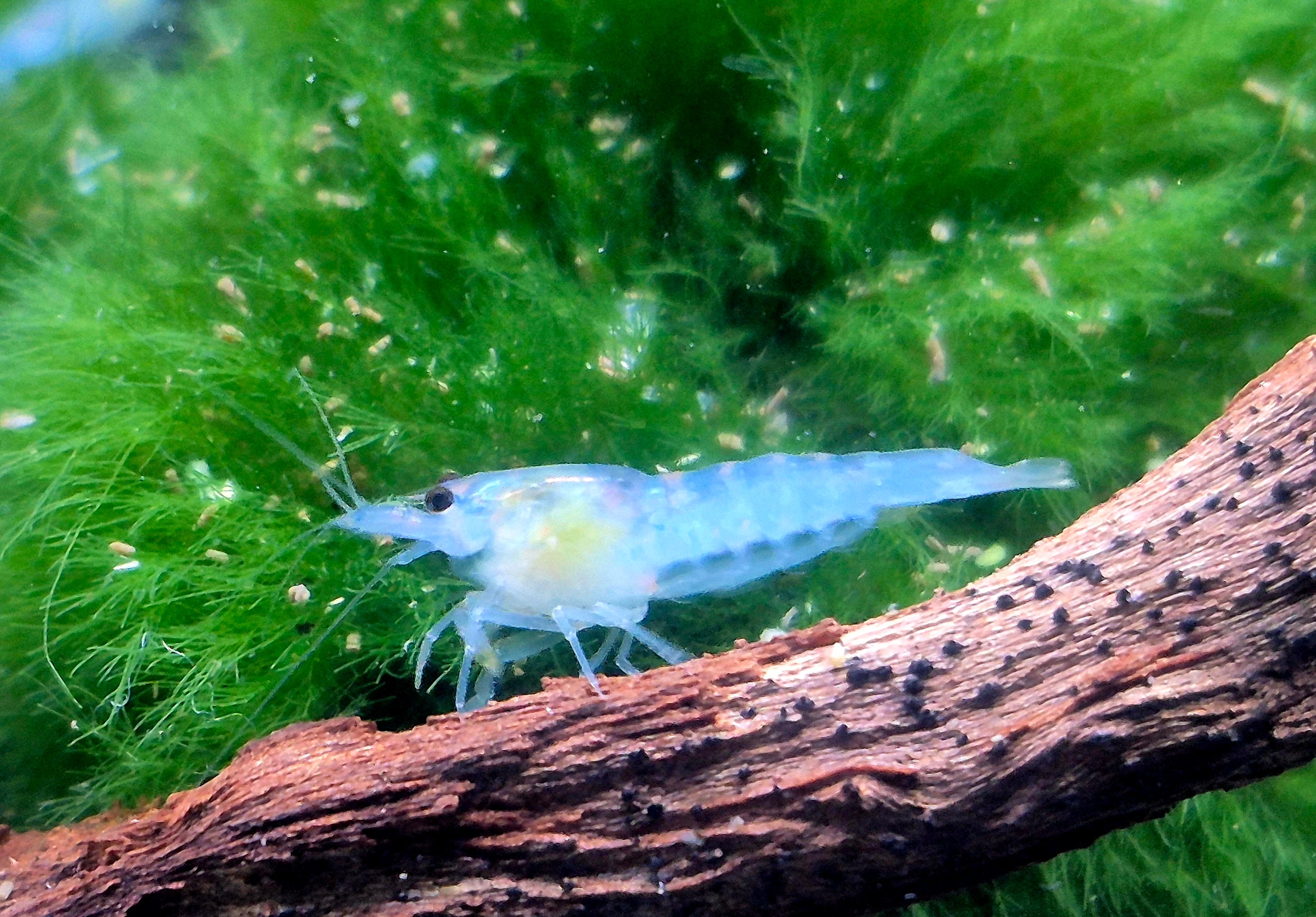Blue Jelly blau Zwerggarnele Neocaridina Davidi
