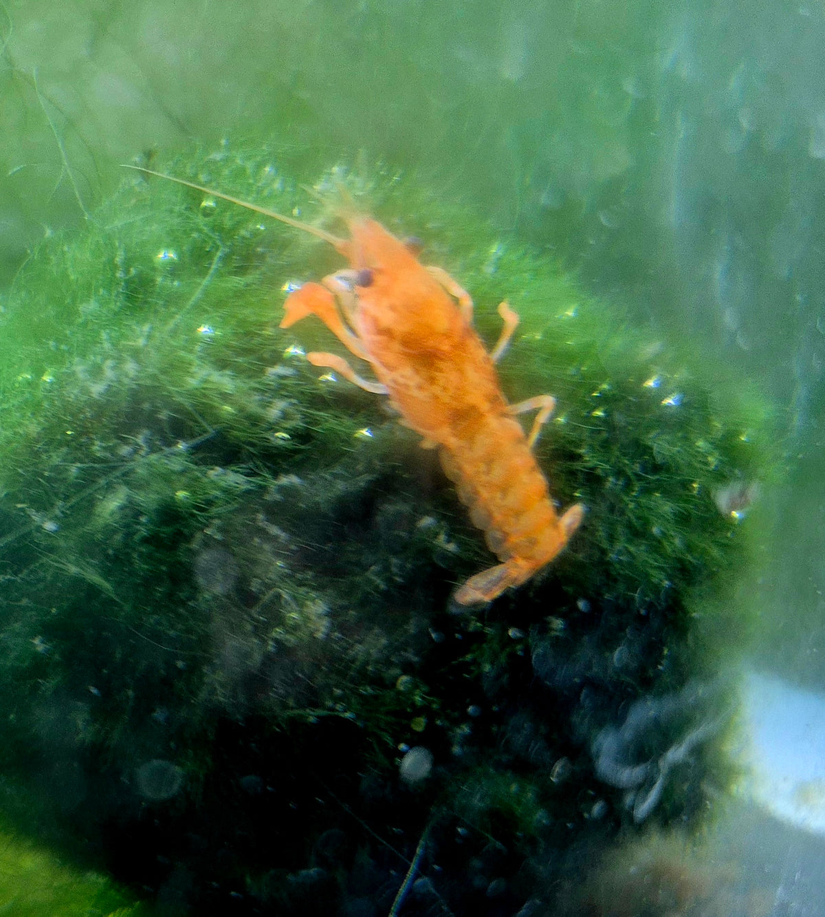CPO Zwergflusskrebs Trio – 1 Männchen & 2 Weibchen | Orange | Für das Aquarium