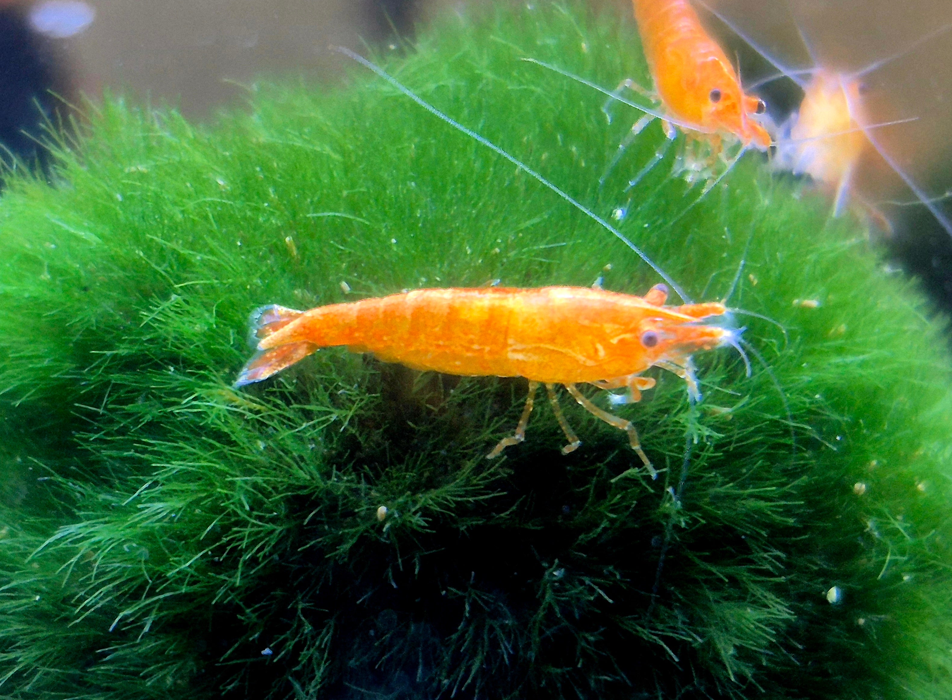 Orange Sunkist Sakura Zwerggarnele Neocaridina Davidi