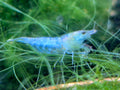 Blue Jelly blau Zwerggarnele Neocaridina Davidi