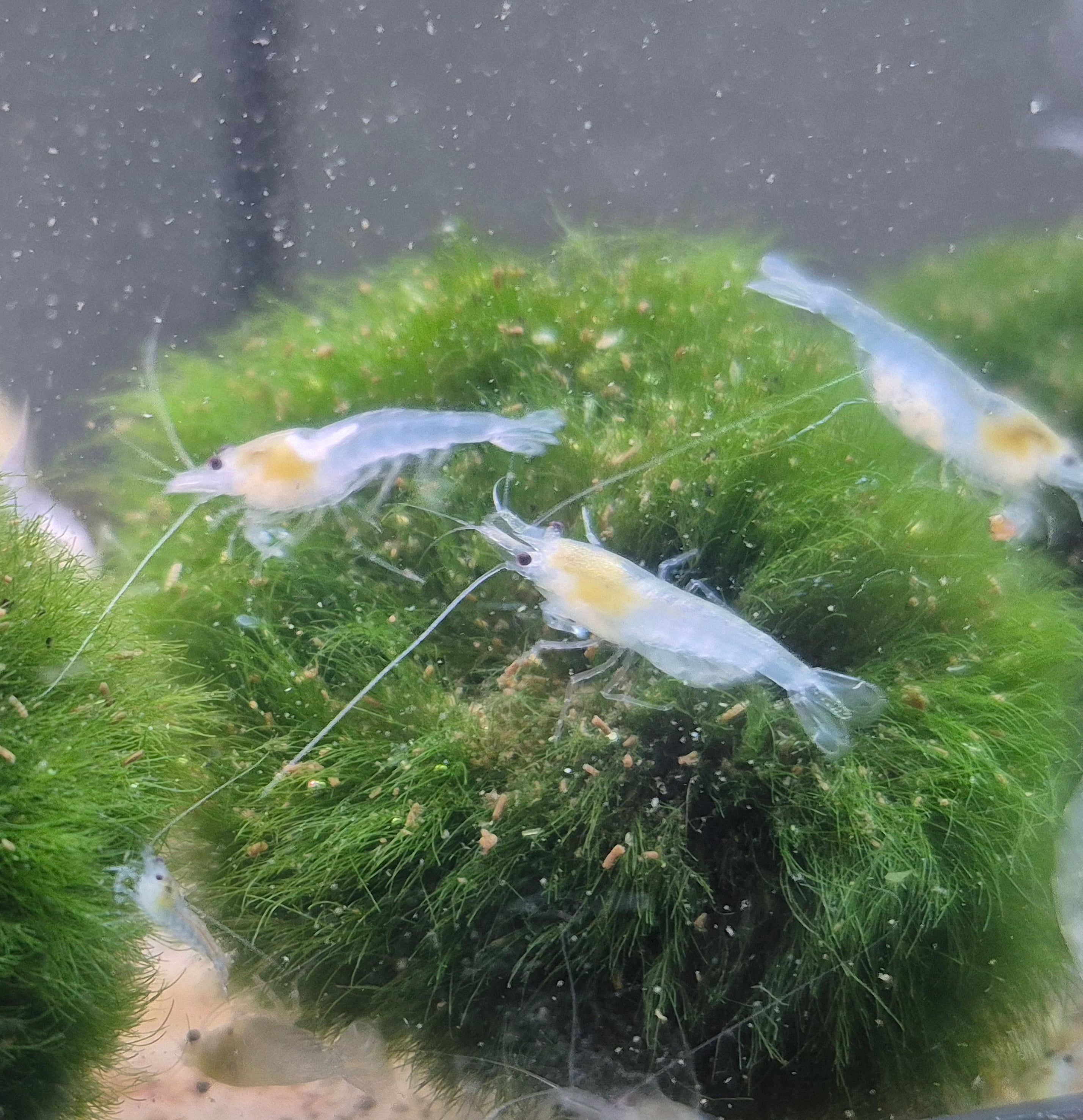 White Pearl Weiss Zwerggarnele Neocaridina Davidi