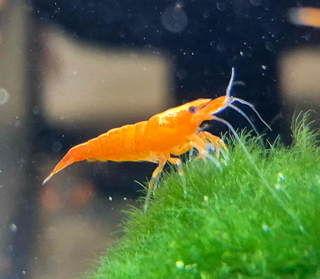 Orange Sunkist Sakura Zwerggarnele Neocaridina Davidi
