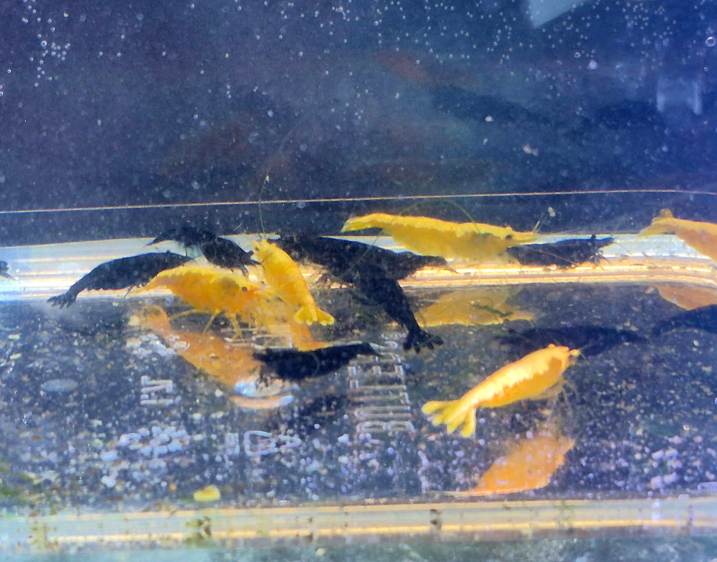 11x 🖤💛 Neocaridina Fan-Edition „Schwarz-Gelbes Revier“ – Black Rose & Yellow Neon Stripes